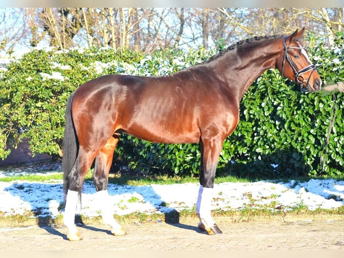 Hanoverian Stallion 4 years 16,3 hh Brown in Selsingen