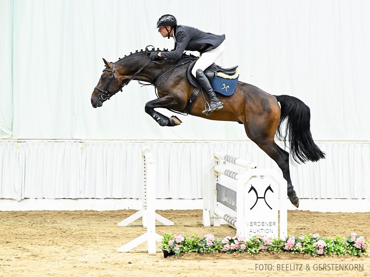 Hanoverian Stallion 4 years 16 hh Brown in Verden