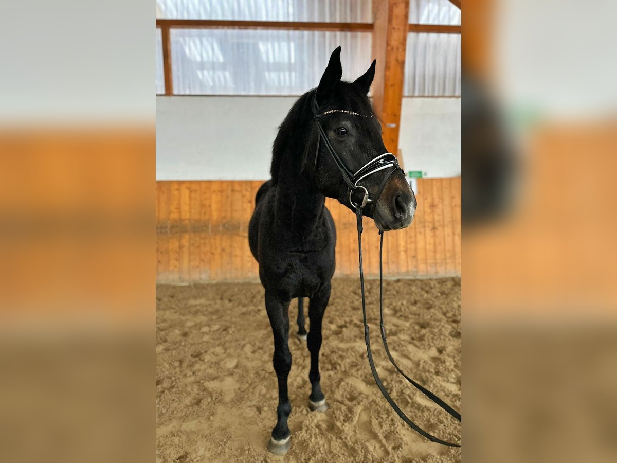 Hanoverian Stallion 4 years 16 hh Gray in Salzhemmendorf