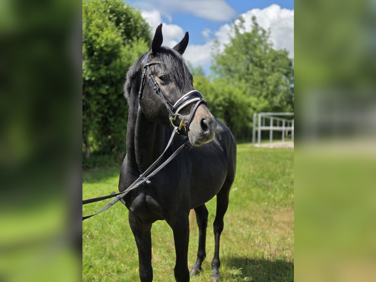Hanoverian Stallion 4 years 16 hh Grey in Magdeburg