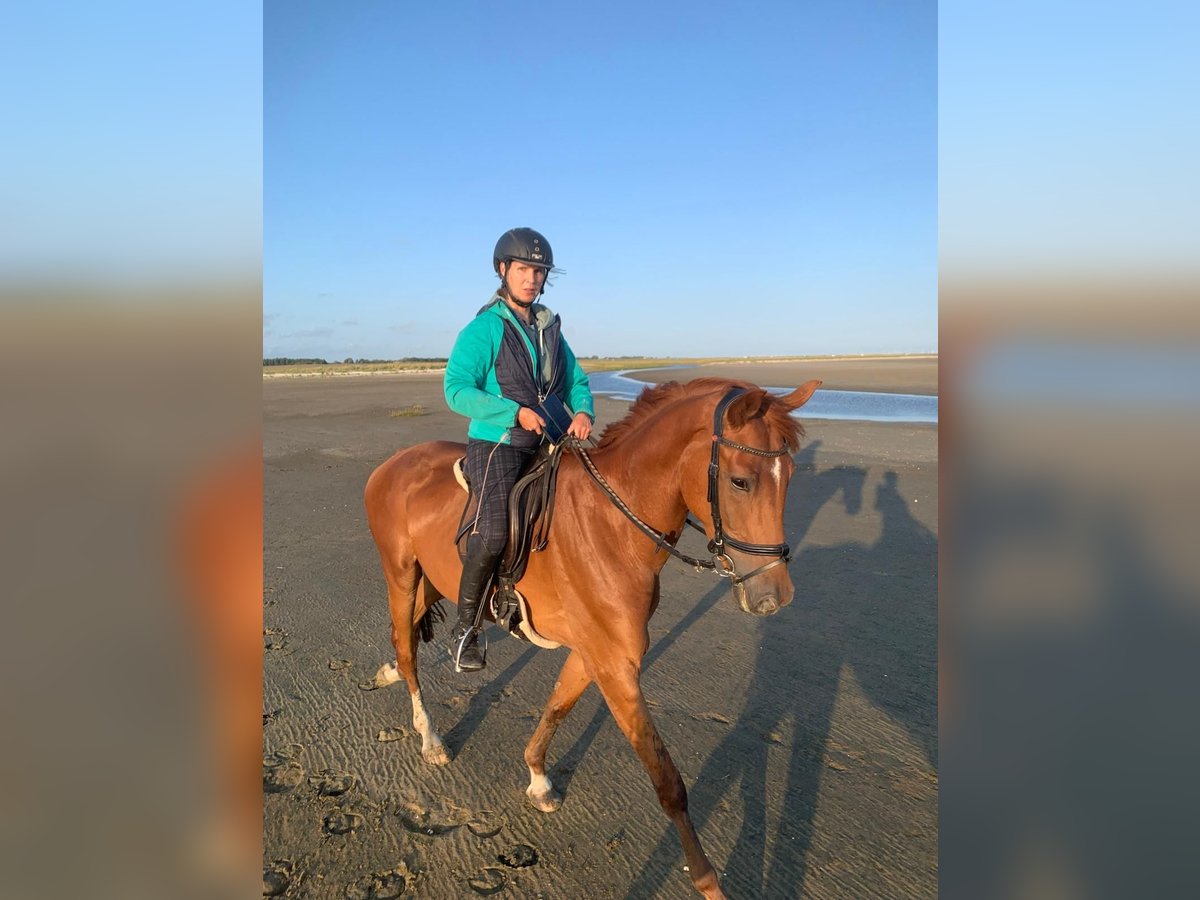Hanoverian Stallion 4 years 16,1 hh Chestnut-Red in Sankt Peter-Ording