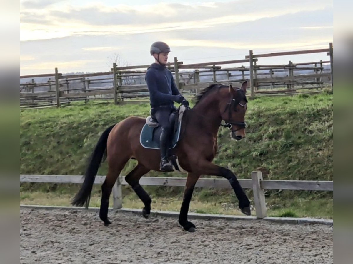 Hanoverian Stallion 5 years 16,1 hh Brown in Pulheim