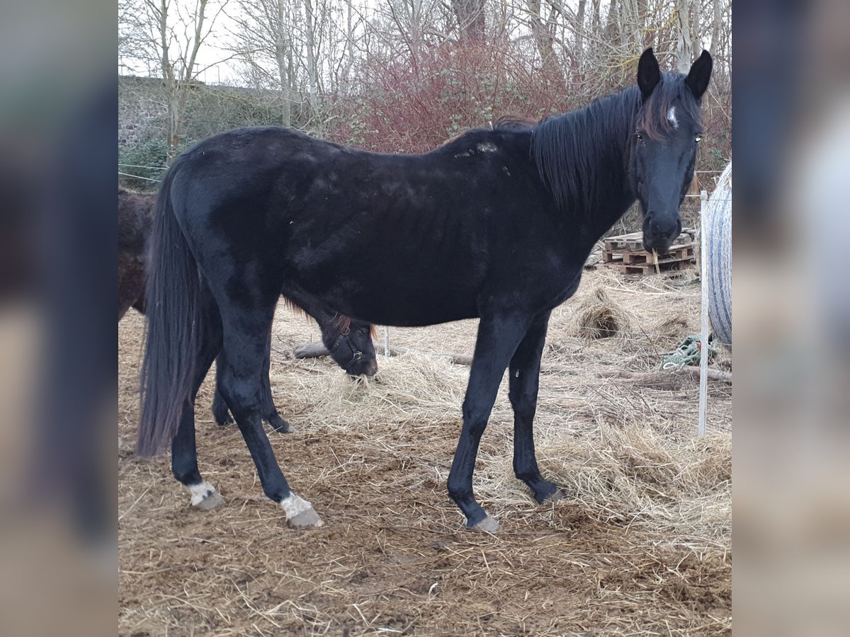 Hanoverian Stallion 5 years 16,2 hh Black in Petersberg