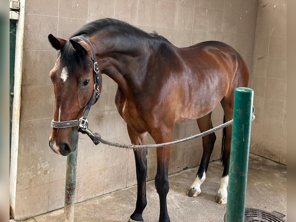 Hanoverian Stallion 5 years 16,3 hh Brown in Nanterre