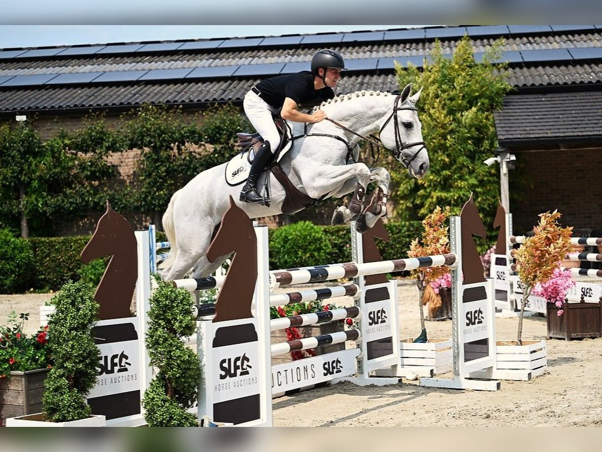 Hanoverian Stallion 5 years 16,1 hh Gray in Bladel
