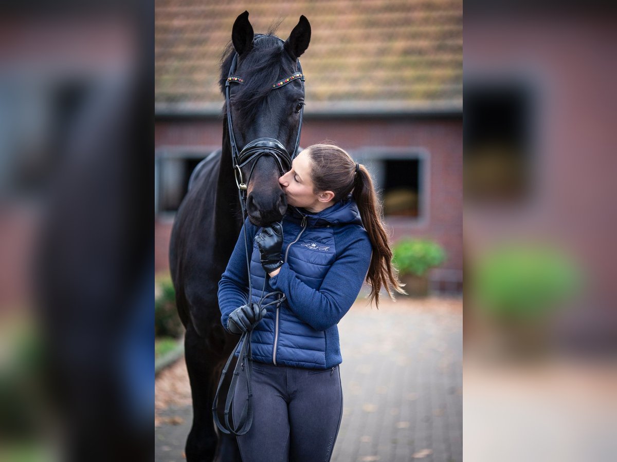 Hanoverian Stallion 7 years 16,3 hh Black in Bad Zwischenahn
