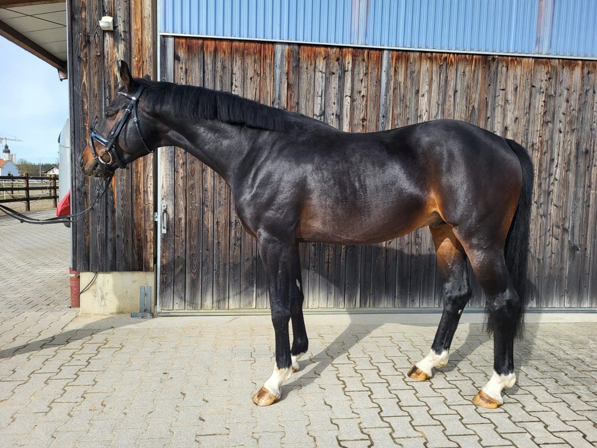 Hanoverian Stallion 7 years Bay-Dark in Bayerisch Gmain