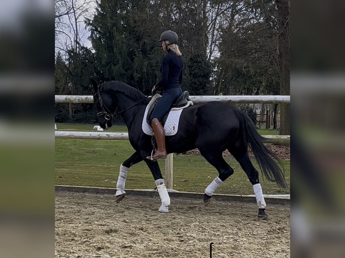 Hanoverian Stallion 9 years 16,2 hh Black in Hamm