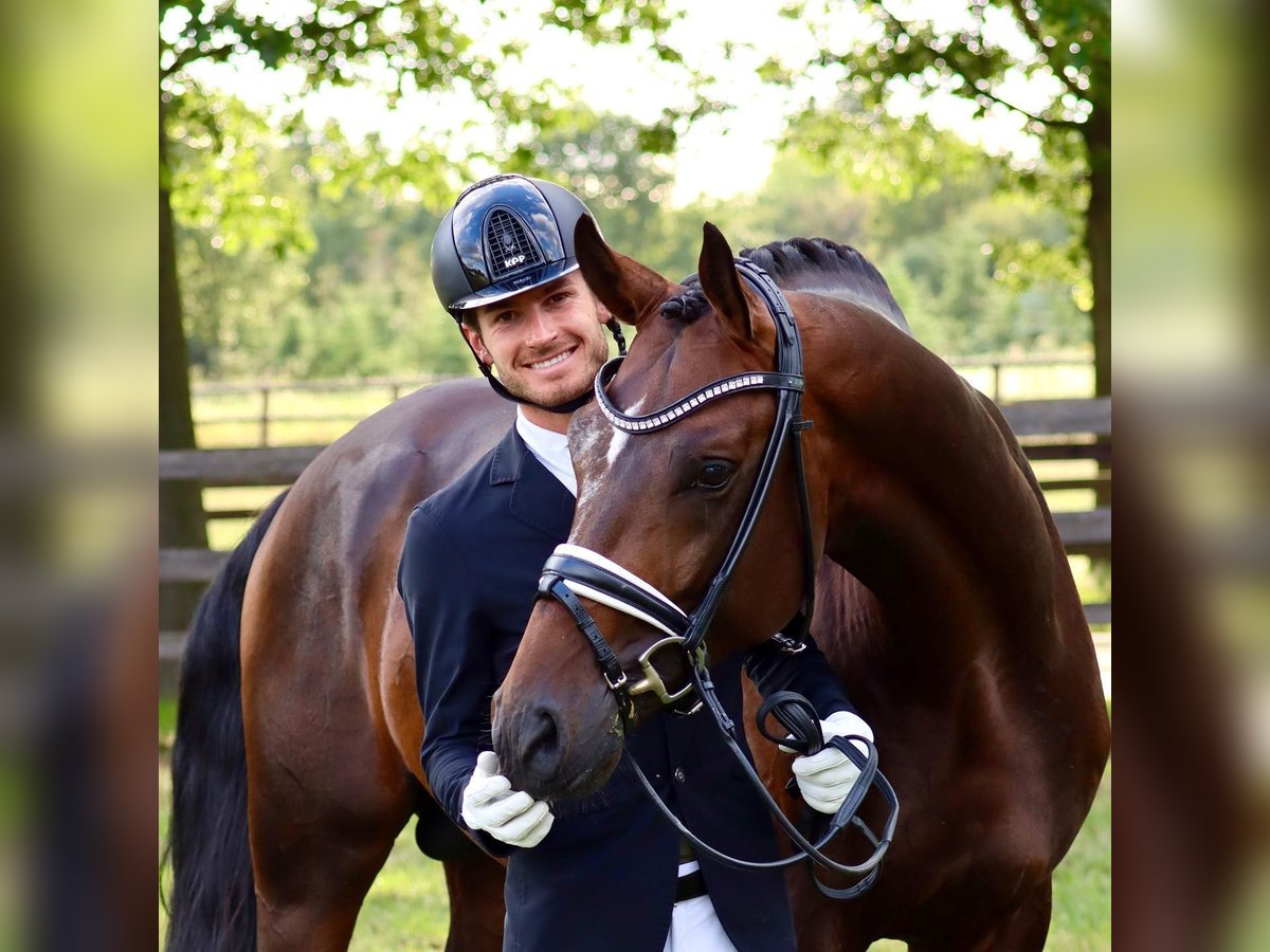 Hanoverian Stallion 9 years 16,1 hh Bay-Dark in Coesfeld