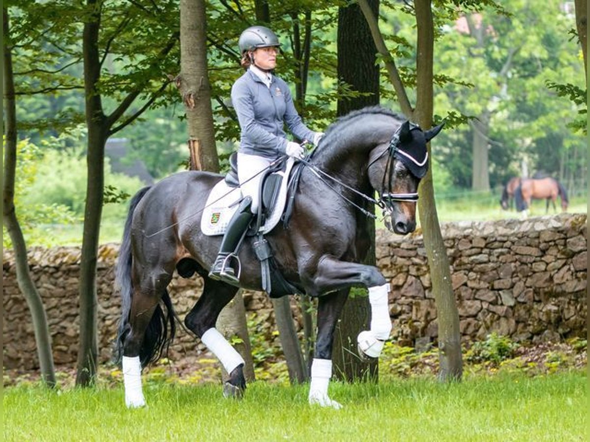 Hanoverian Stallion BayDark in Moritzburg