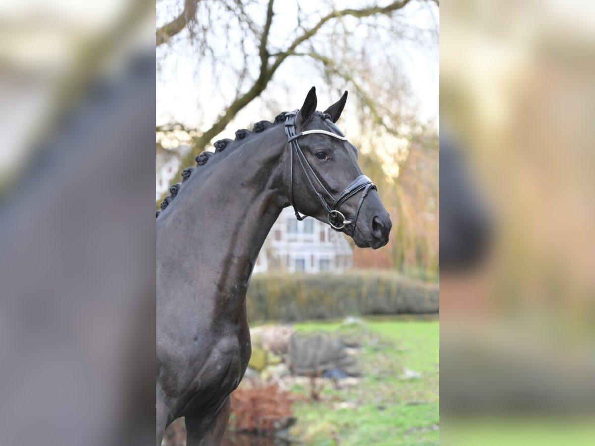 Hanoverian Stallion Black in Hemmoor