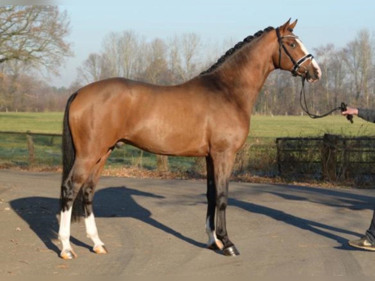 Hanoverian Stallion Brown in Celle