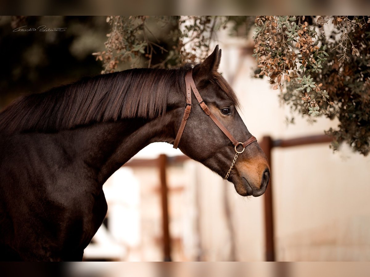 Hanoverian Stallion Brown in El Catllar