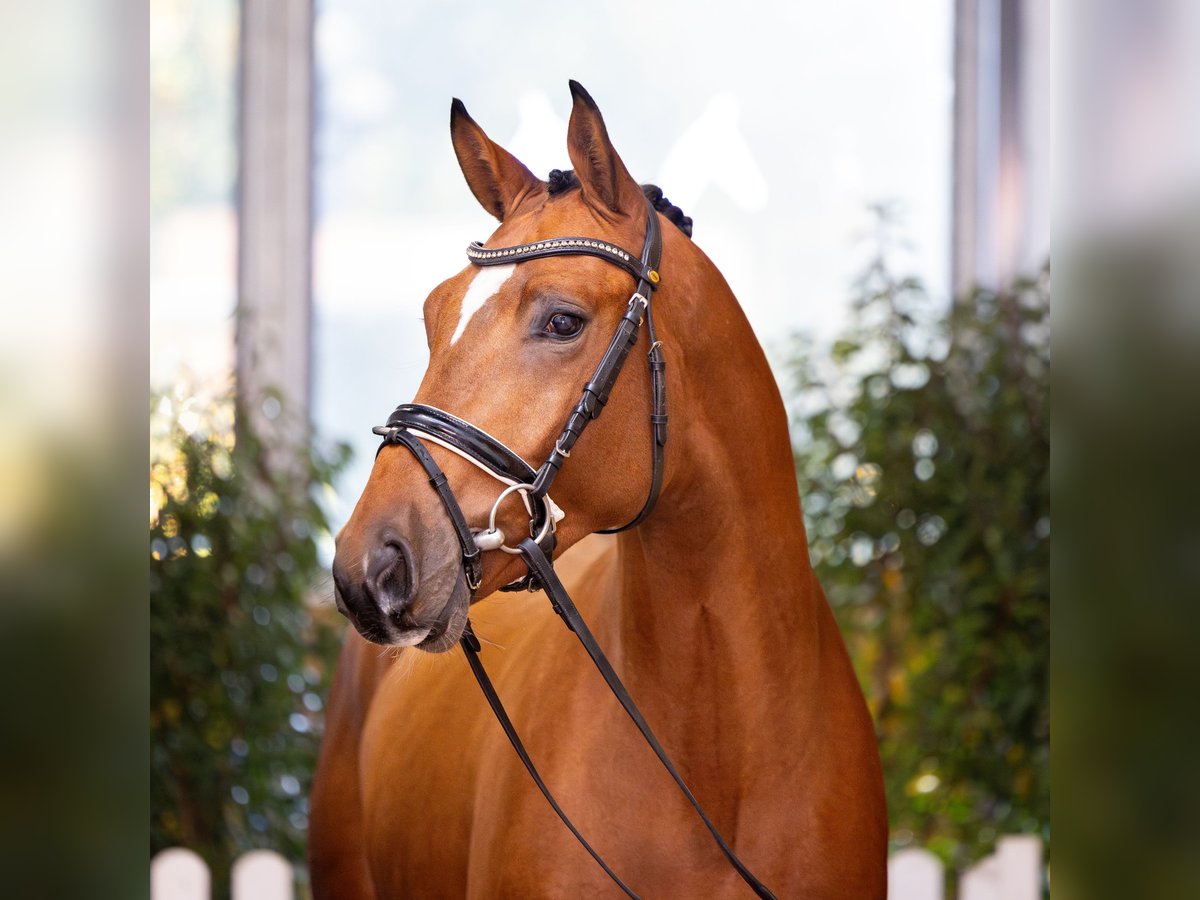 Hanoverian Stallion Brown in Adelheidsdorf