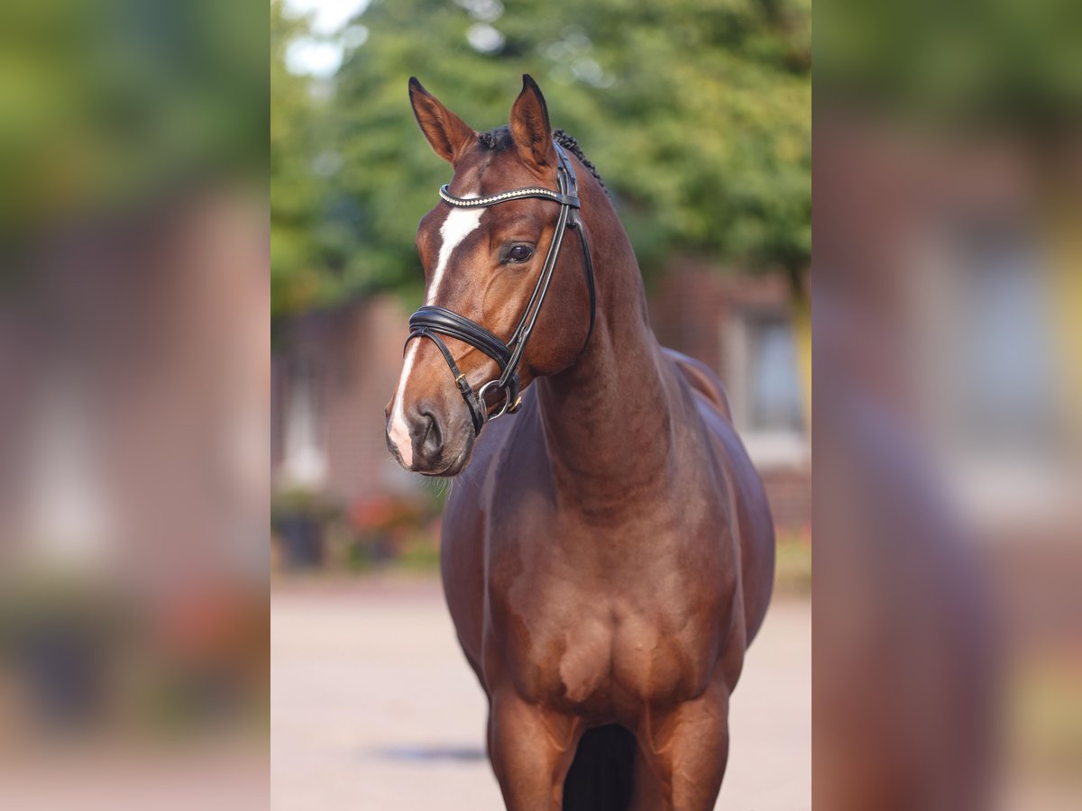 Hanoverian Stallion Brown in Lemwerder