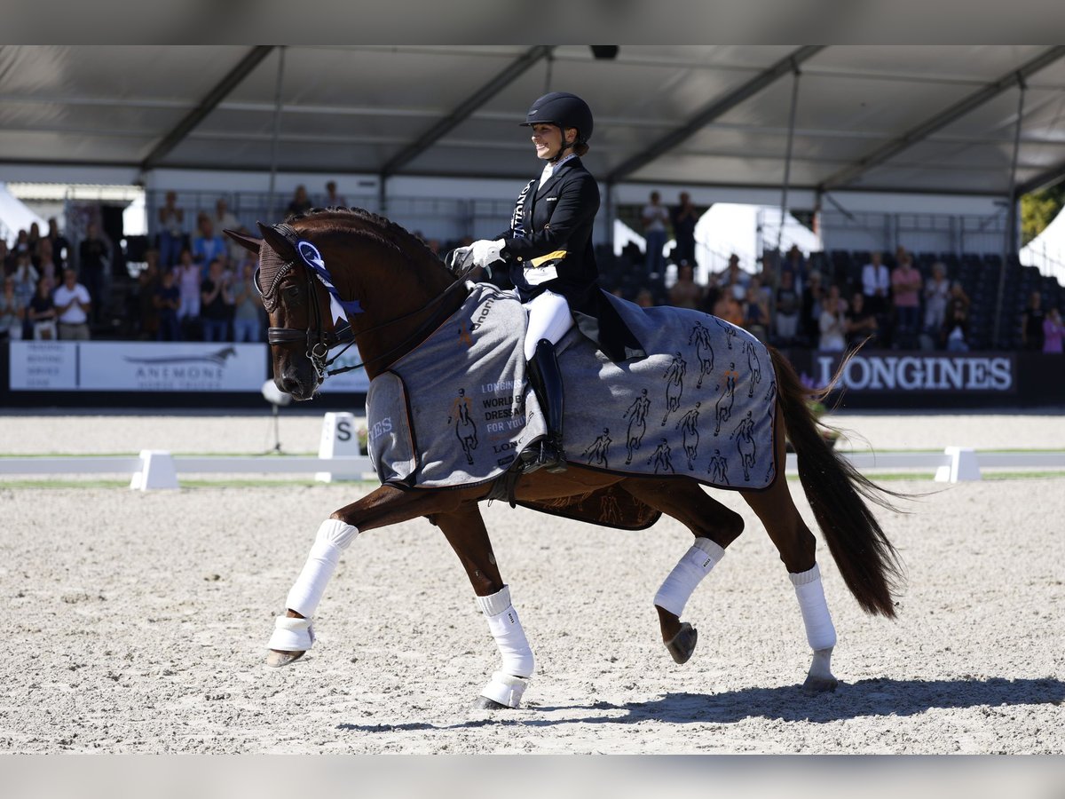Hanoverian Stallion Chestnut in Akum