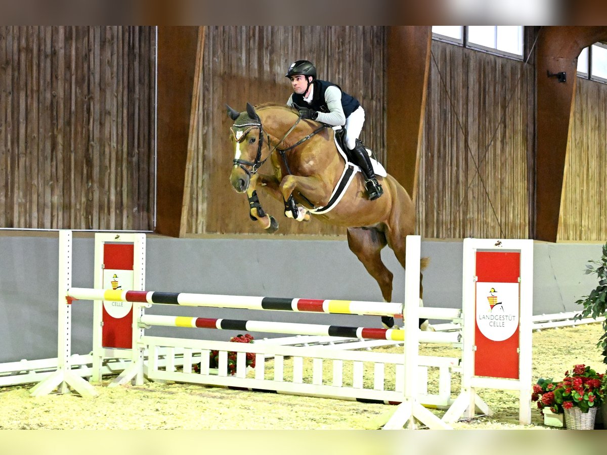 Hanoverian Stallion Chestnut-Red in Adelheidsdorf