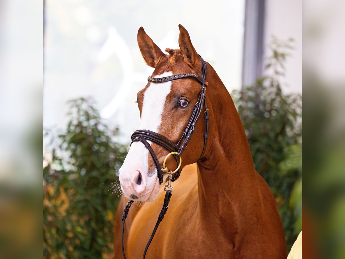 Hanoverian Stallion Chestnut-Red in Celle