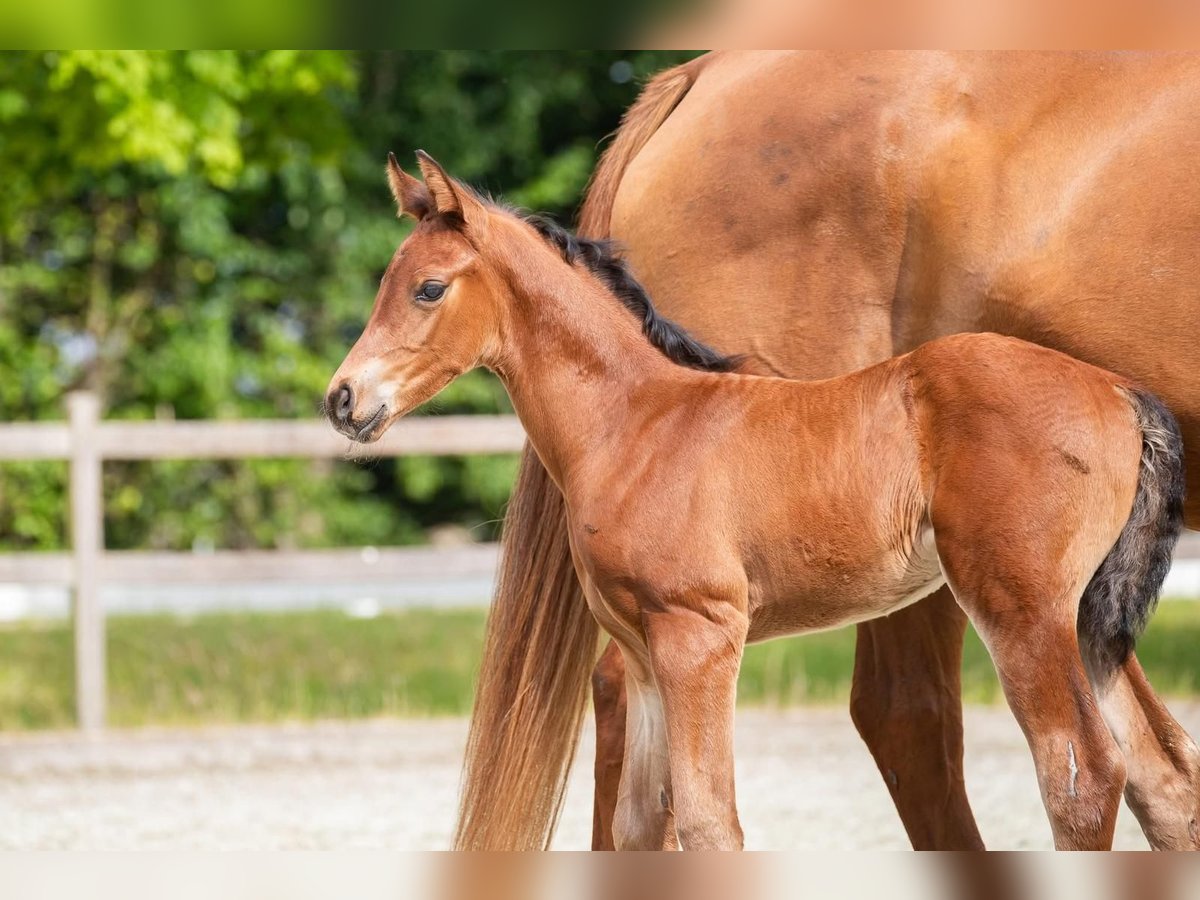 Hanoverian Stallion Foal (05/2025) 11,2 hh Brown in Wurster Nordseek&#xFC;ste