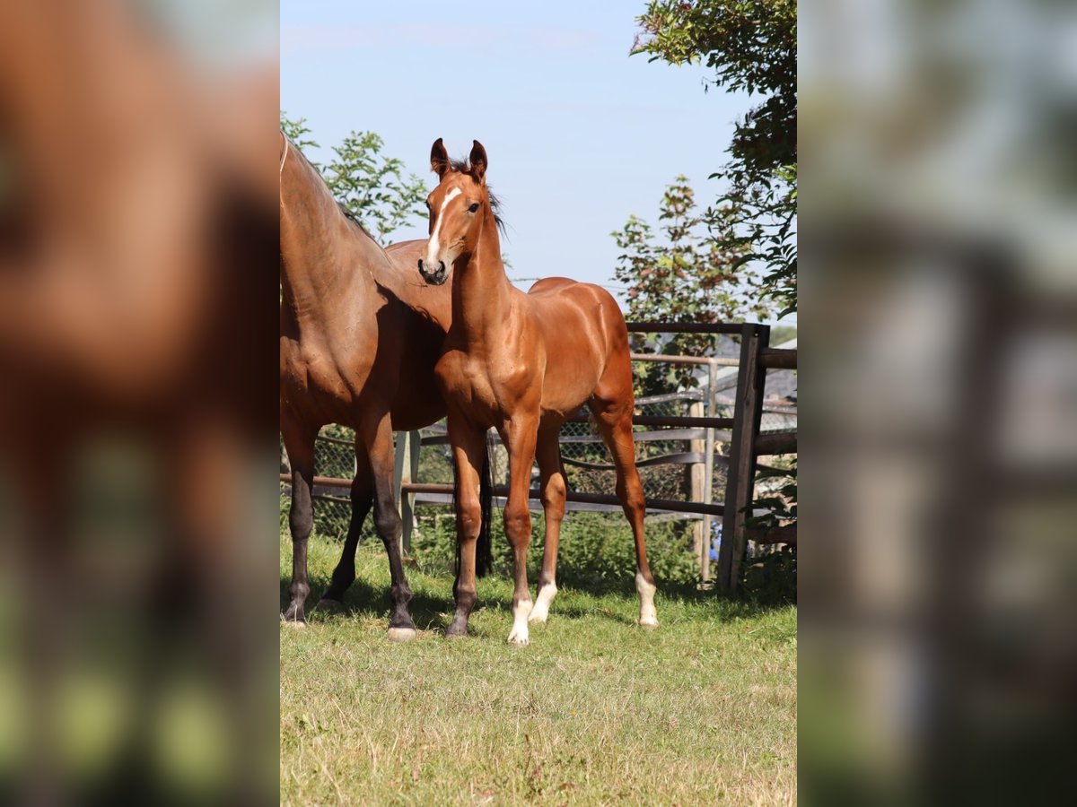 Hanoverian Stallion Foal (04/2025) 12,2 hh Brown in Salzgitter