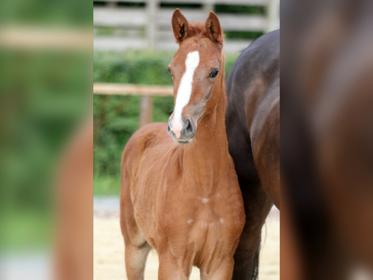 Hanoverian Stallion Foal (04/2024) 15,3 hh Chestnut-Red in Kutenholz