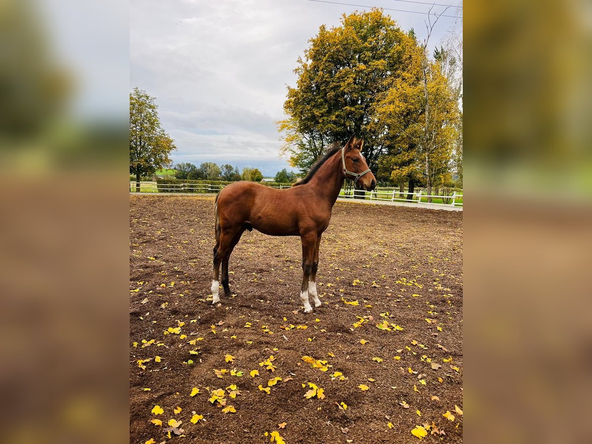 Hanoverian Stallion Foal (06/2024) 16,1 hh Bay-Dark in Salem