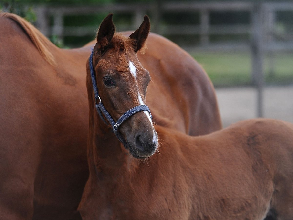 Hanoverian Stallion Foal (05/2024) 16,1 hh Chestnut in Isernhagen