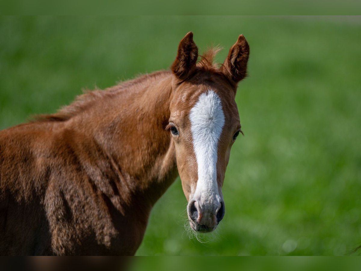 Hanoverian Stallion  16,1 hh Chestnut-Red in Hamersen