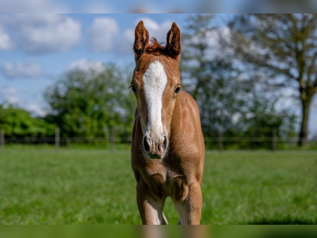 Hanoverian Stallion Foal (04/2024) 16,1 hh Chestnut-Red in Hamersen