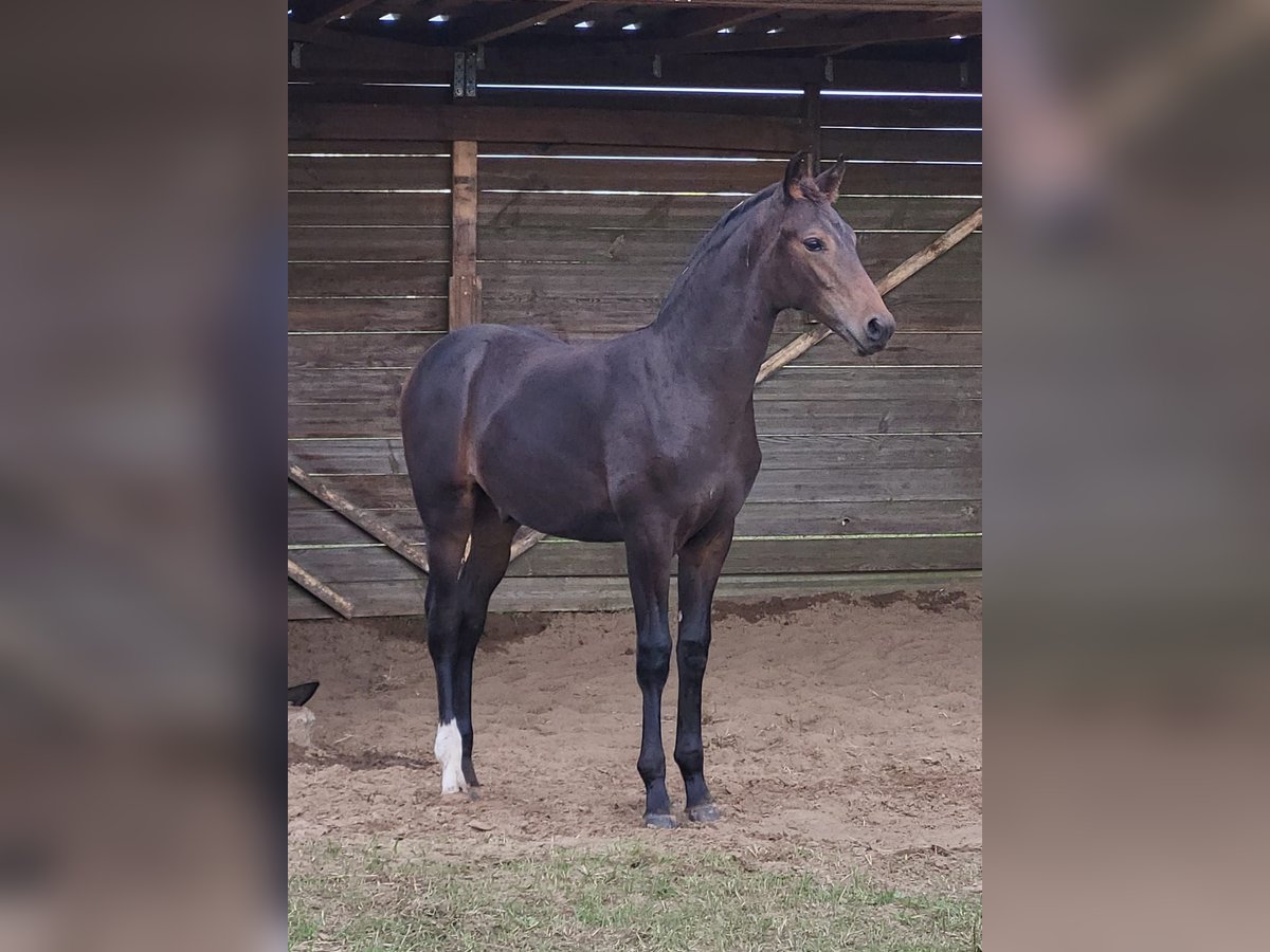 Hanoverian Stallion Foal (04/2024) 16,2 hh Bay-Dark in Heede