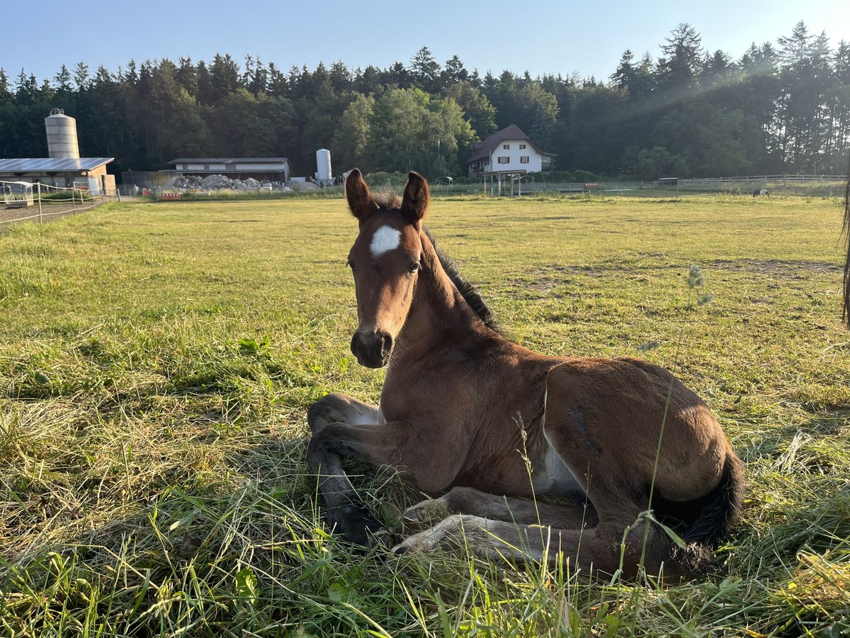 Hanoverian Stallion Foal (05/2023) 16,2 hh Bay-Dark in Dunningen