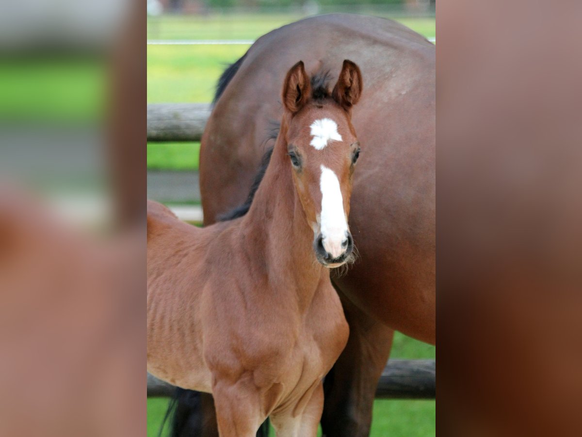 Hanoverian Stallion Foal (04/2024) 16,2 hh Brown in Kutenholz