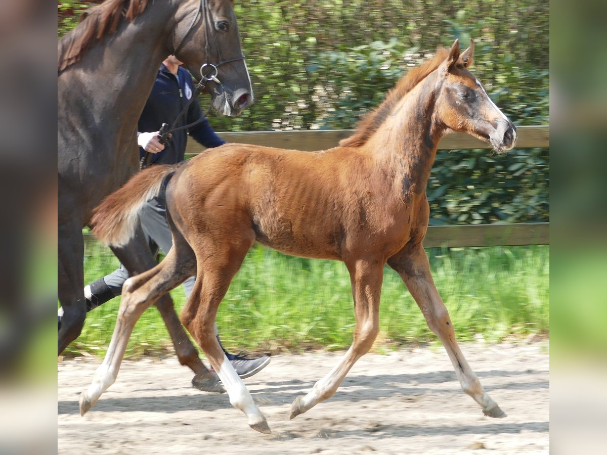 Hanoverian Stallion Foal (02/2024) 16,2 hh Chestnut in MolbergenErmke