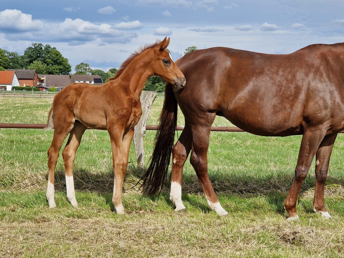 Hanoverian Stallion  16,3 hh Chestnut-Red in Stemshorn