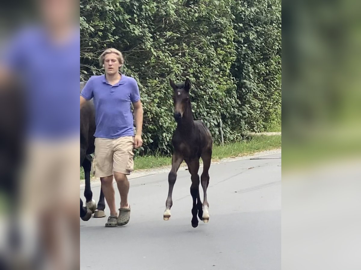 Hanoverian Stallion Foal (01/2024) 16,3 hh Smoky-Black in Achim