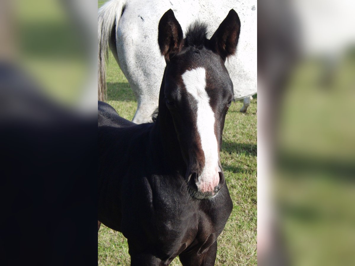 Hanoverian Stallion  16 hh Can be white in Dickel