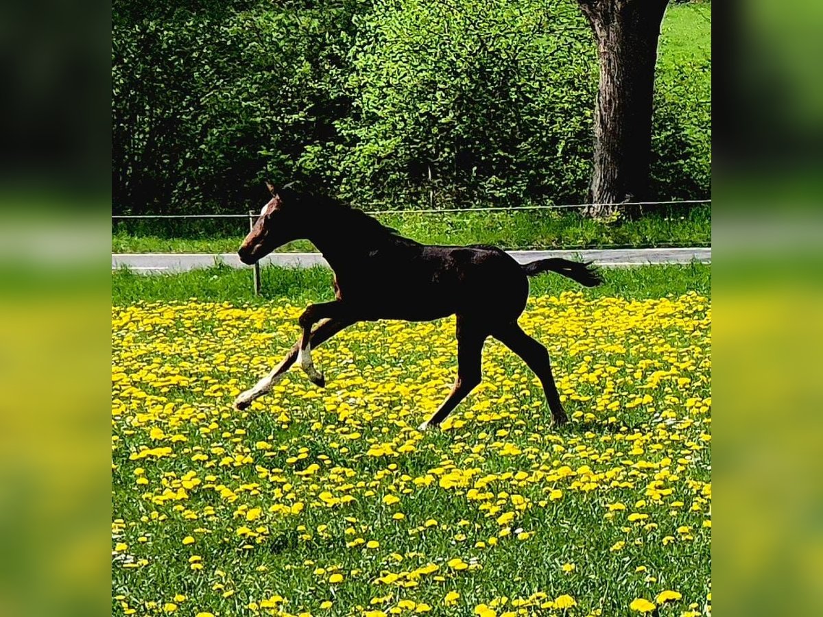 Hanoverian Stallion Foal (03/2025) 16,1 hh Bay-Dark in Felde