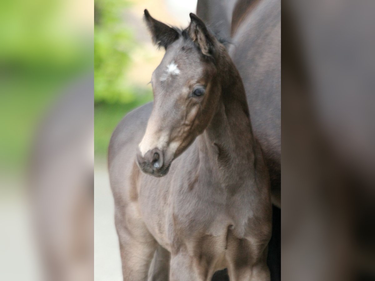 Hanoverian Stallion  16,1 hh Black in Kutenholz