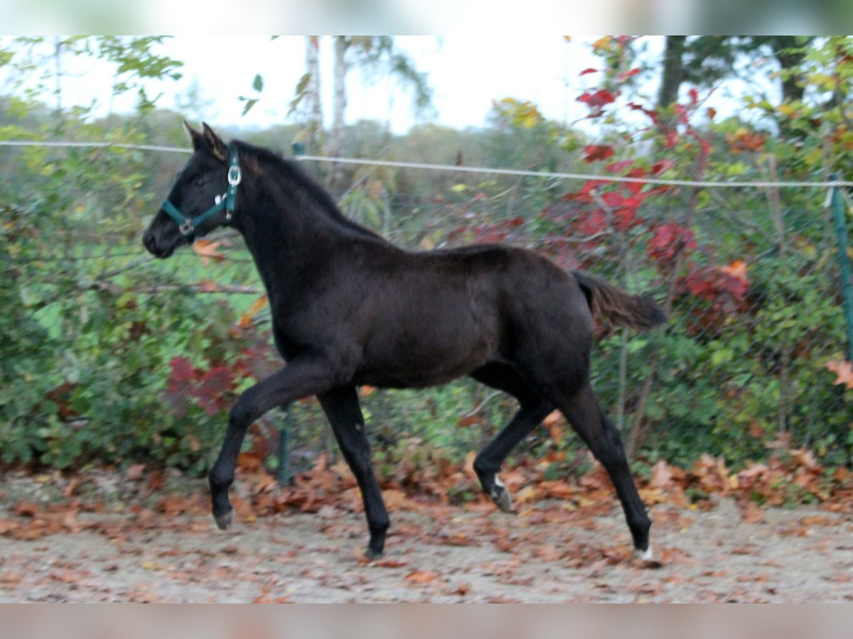 Hanoverian Stallion Foal (05/2025) 16,1 hh Black in Wingst
