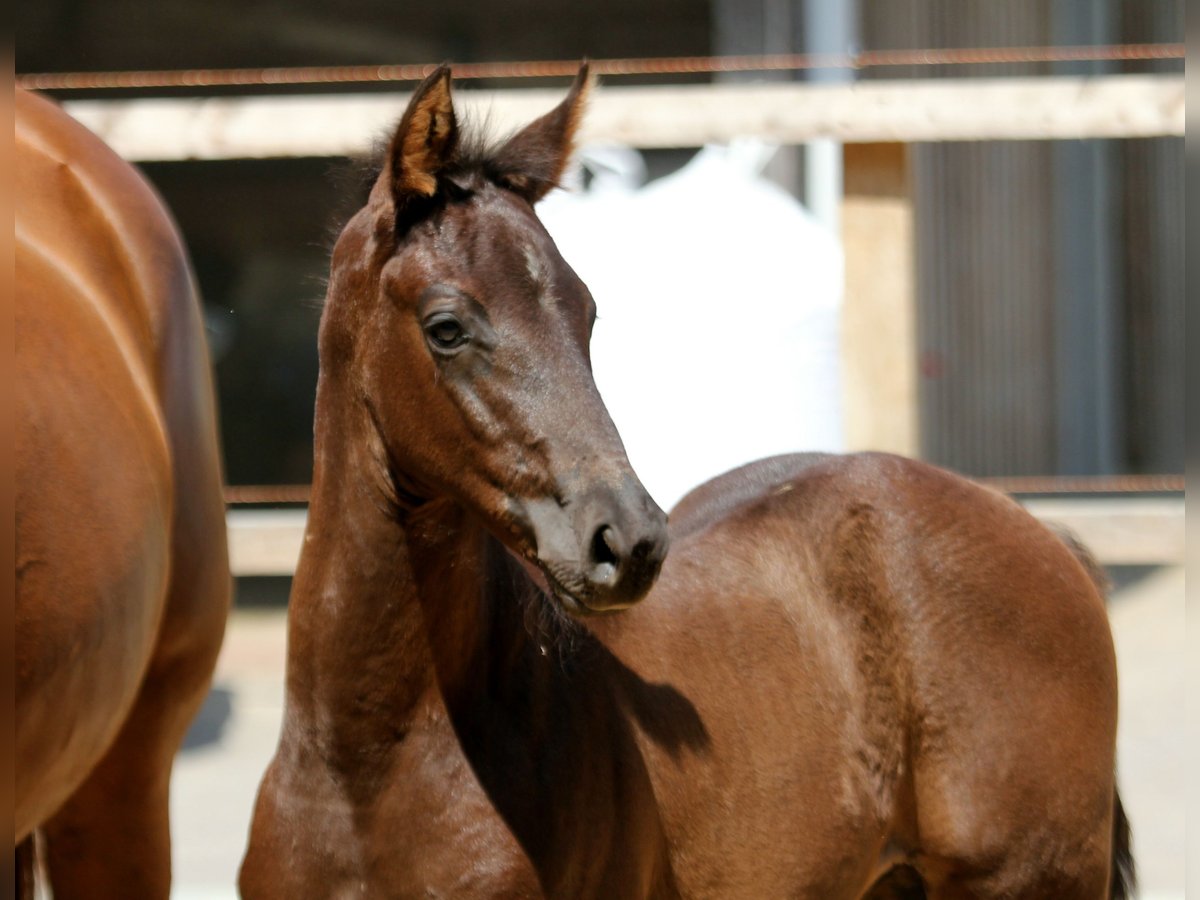 Hanoverian Stallion  16,1 hh Black in Wingst