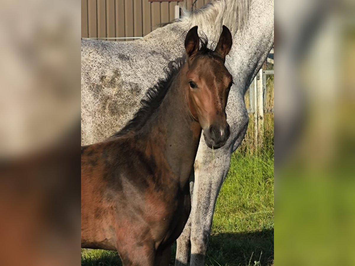 Hanoverian Stallion Foal (05/2025) 16,1 hh Brown in Dohren