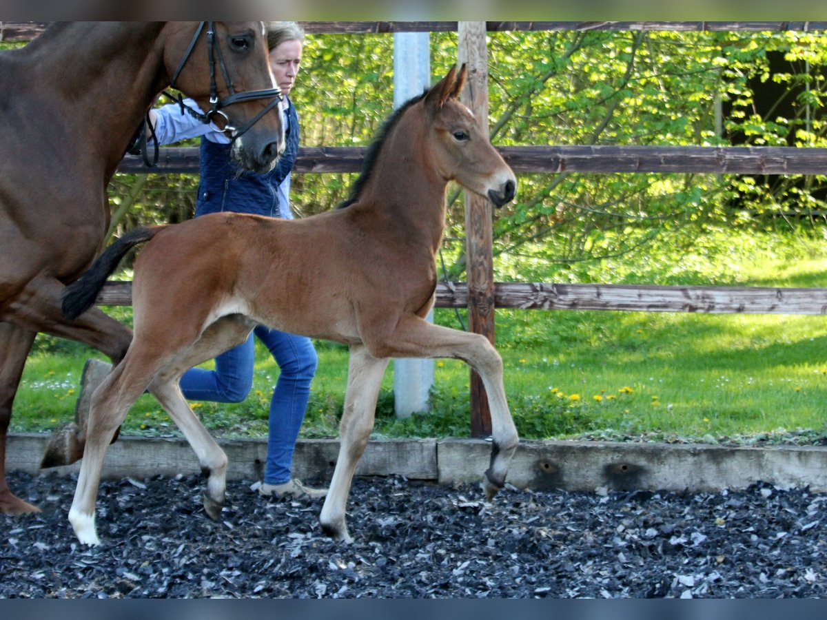 Hanoverian Stallion  16,1 hh Brown in Wingst