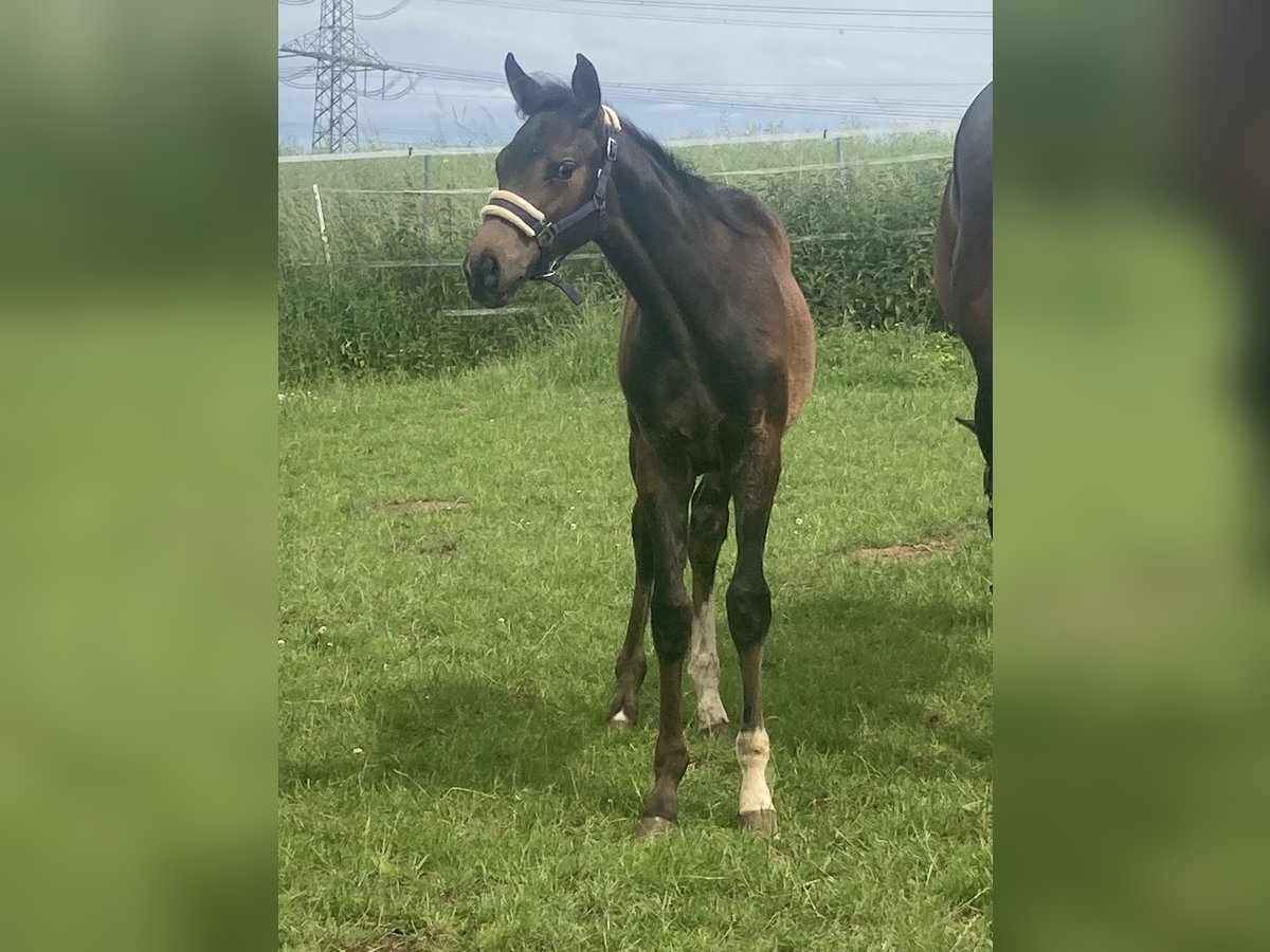 Hanoverian Stallion  16,1 hh Brown in Moringen