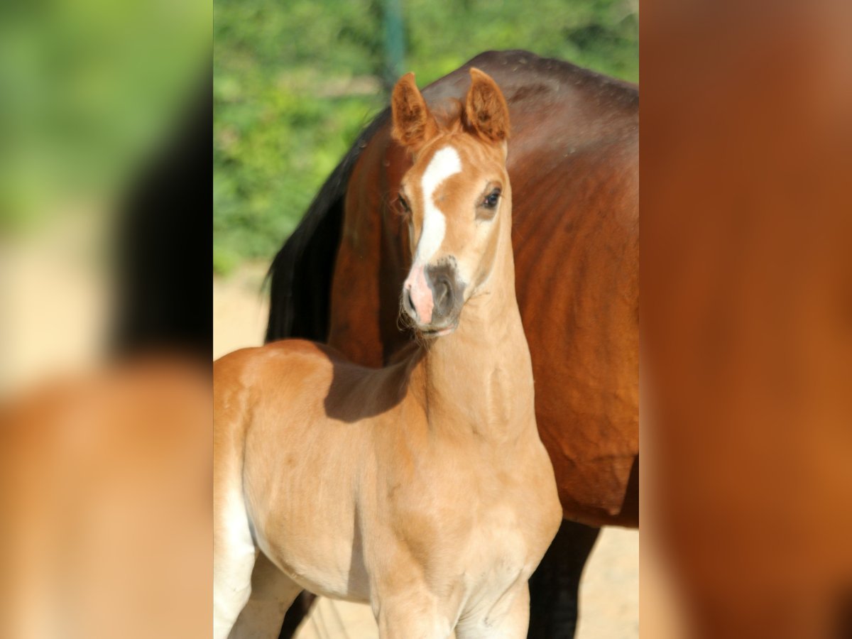 Hanoverian Stallion  16,1 hh Chestnut in Wingst