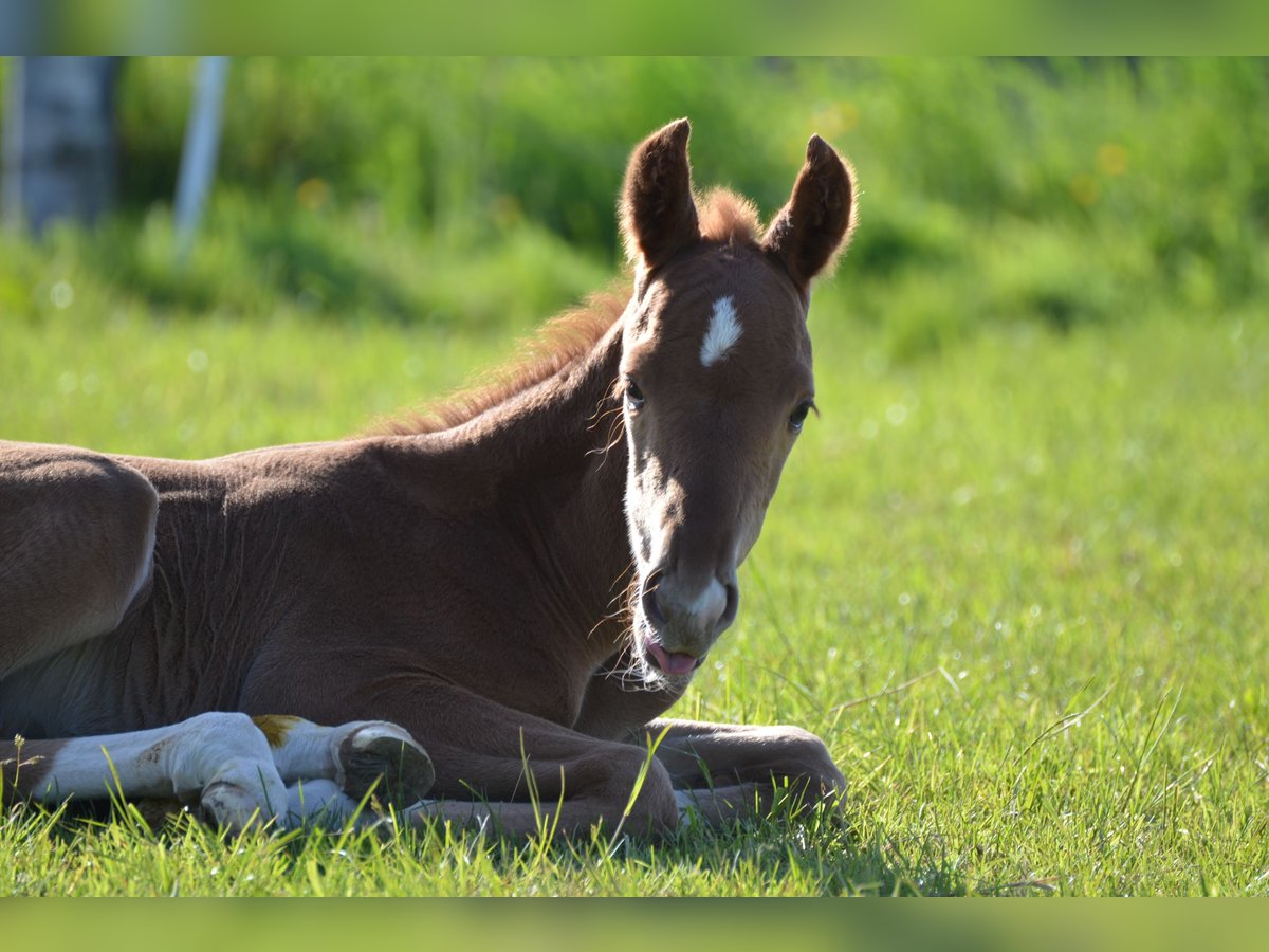 Hanoverian Stallion  16,1 hh Chestnut-Red in Selters