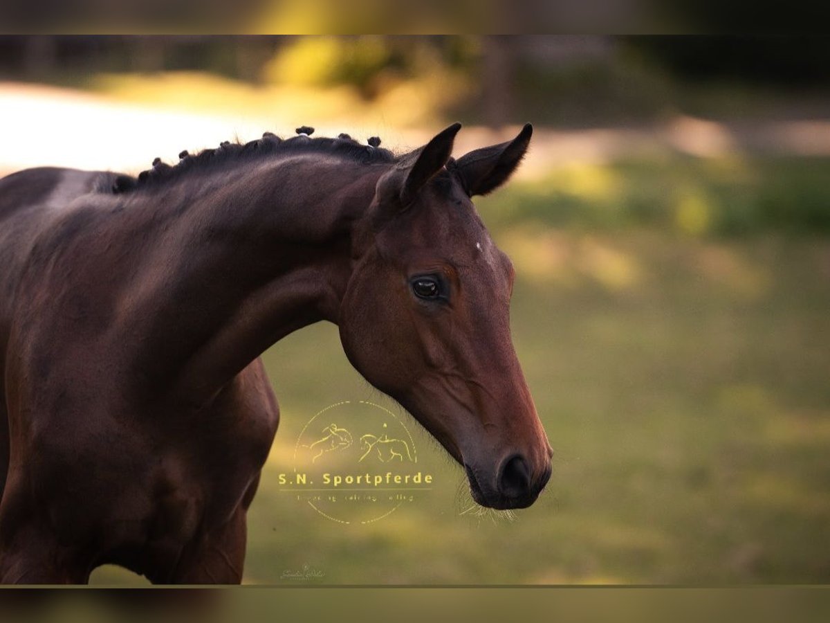 Hanoverian Stallion Foal (03/2025) 16,2 hh Bay-Dark in Regesbostel