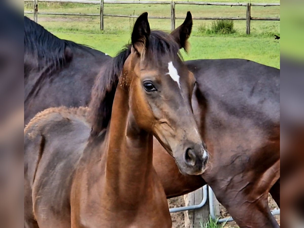 Hanoverian Stallion  16,2 hh Black in Bramsche
