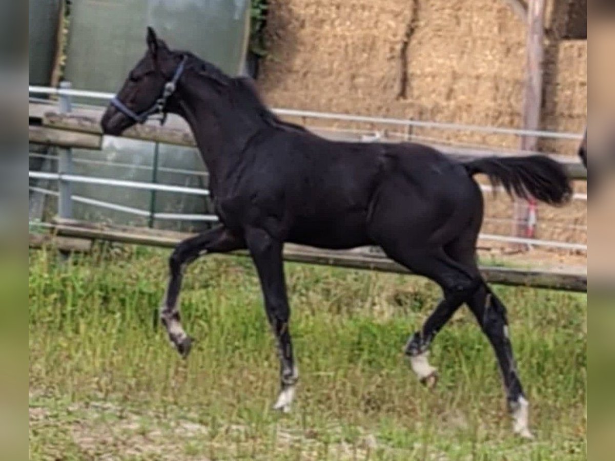 Hanoverian Stallion Foal (05/2025) 16,2 hh Black in Rosengarten