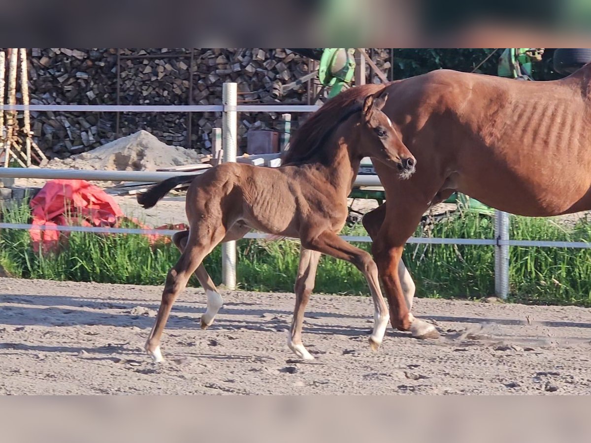 Hanoverian Stallion  16,2 hh Brown in Bülkau
