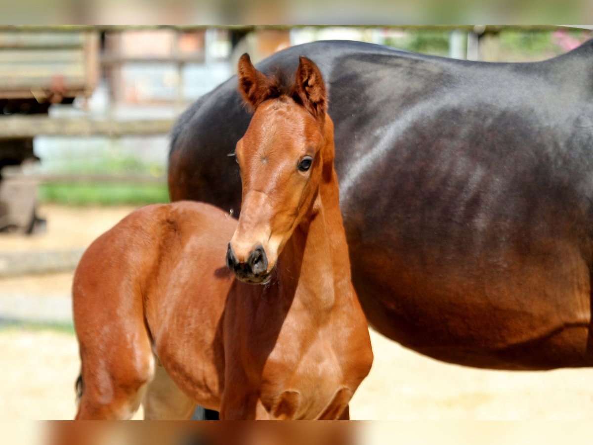 Hanoverian Stallion  16,2 hh Brown in Deinste